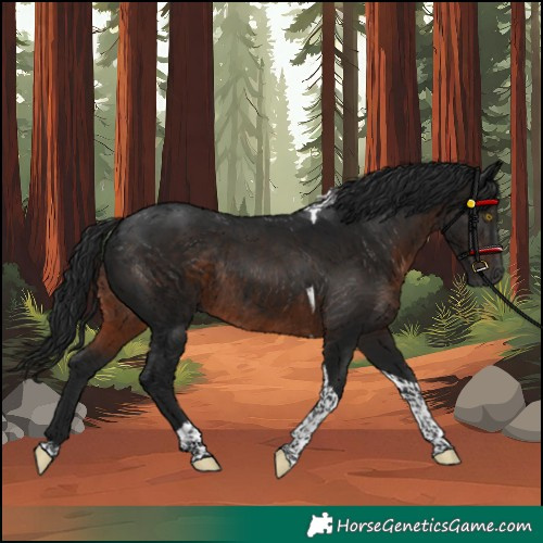 Horse Color:Gray Brown Tobiano Rabicano