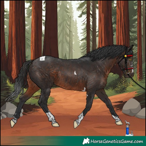 Horse Color:Brown Tobiano Rabicano 