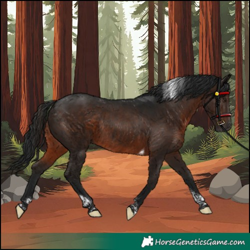 Horse Color:Gray Brown Tobiano Rabicano