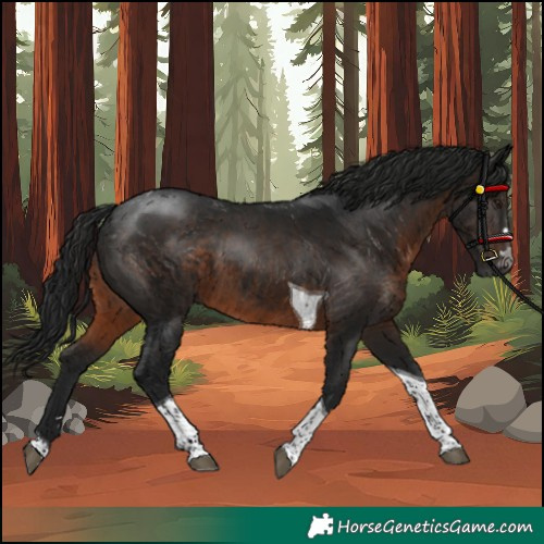 Horse Color:Gray Brown Tobiano 
