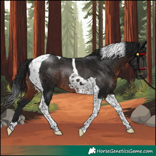 Horse Color:Gray Brown Tobiano Rabicano 