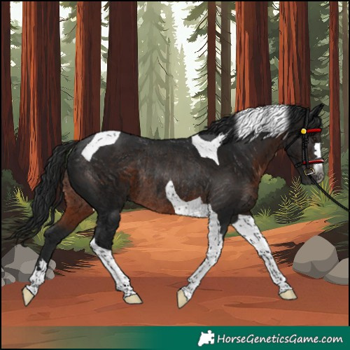 Horse Color:Gray Brown Tobiano Rabicano