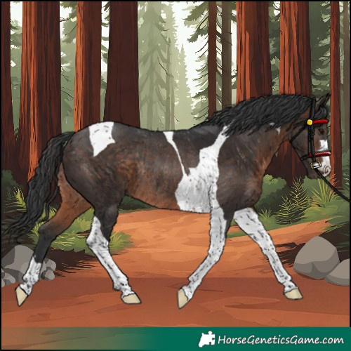 Horse Color:Brown Tobiano Rabicano 