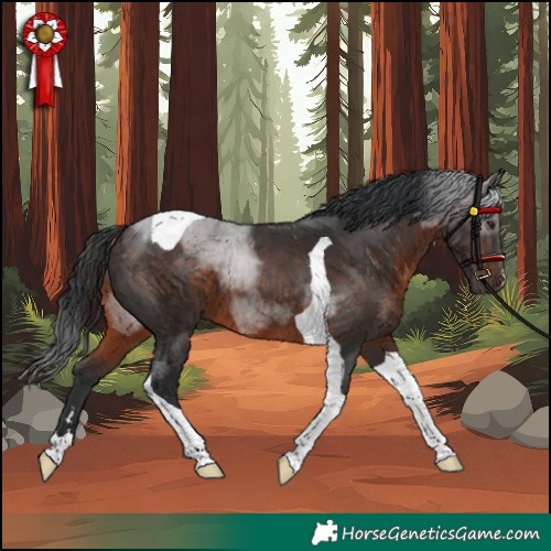Horse Color:Brown Tobiano 