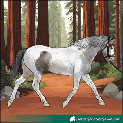 Horse Color:Gray Brown Tobiano Rabicano