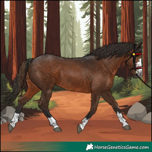 Horse Color:Gray Liver Chestnut Rabicano 