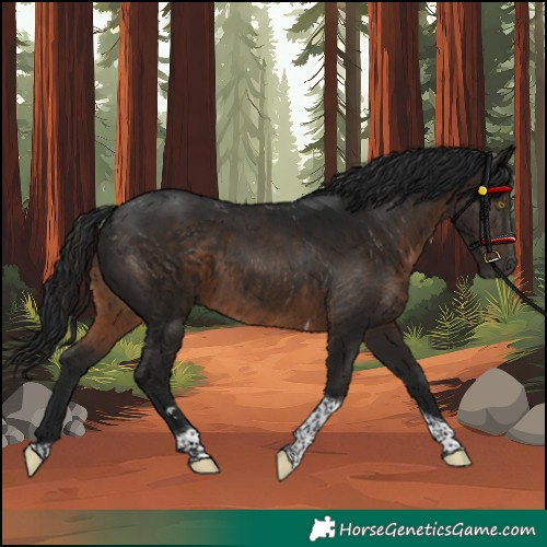 Horse Color:Gray Brown Tobiano 