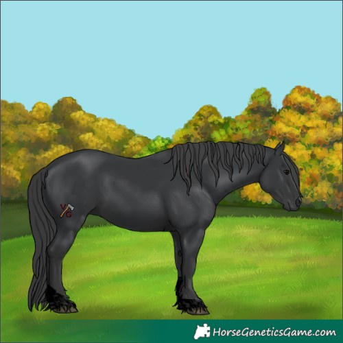 Horse Color:Void Black Tobiano
