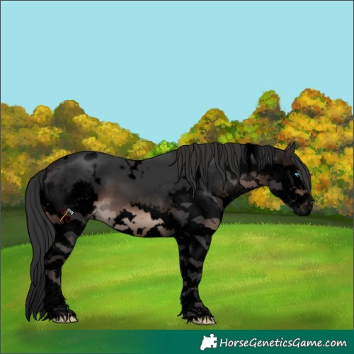 Horse Color:Void White Spotted Brown Splash Frame 