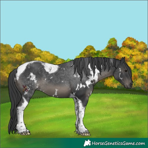 Horse Color:White Spotted Black Tobiano