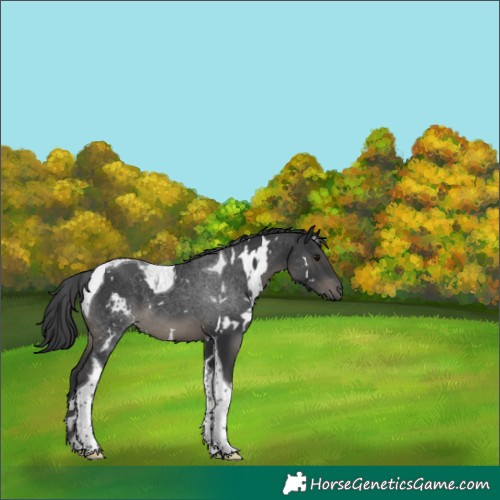 Horse Color:White Spotted Black Tobiano 