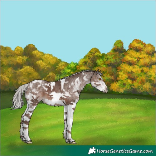 Horse Color:White Spotted Silver Black Splash Frame