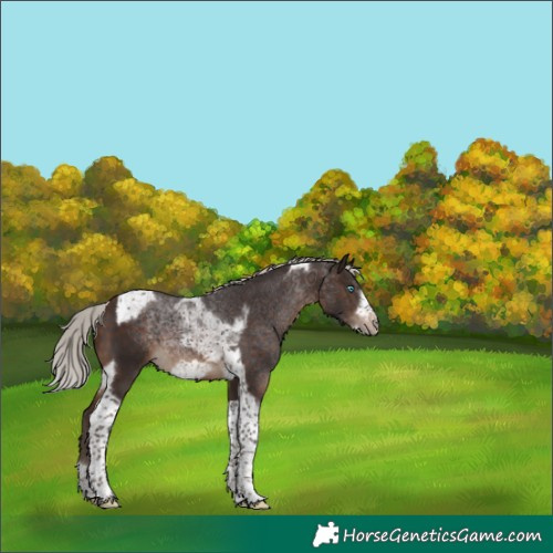 Horse Color:Silver Brown Tobiano Frame 