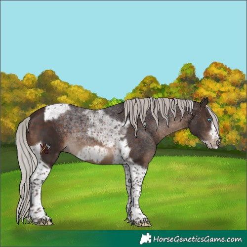 Horse Color:Silver Brown Tobiano Frame