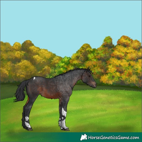 Horse Color:Brown Tobiano