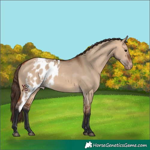 Horse Color:Bay Dun Skewed Appaloosa