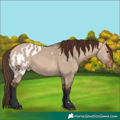 Horse Color:Bay Dun Skewed Appaloosa