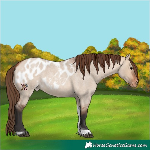 Horse Color:Bay Roan Dun Tobiano Skewed Appaloosa 