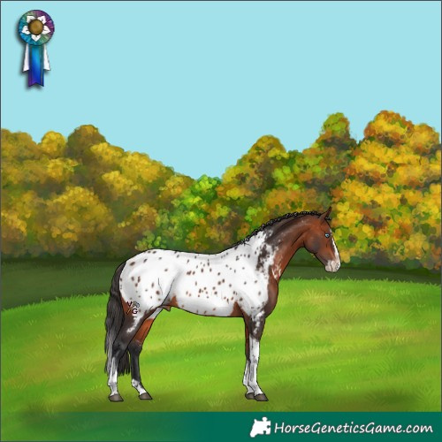 Horse Color:Bay Splash Tobiano Appaloosa 