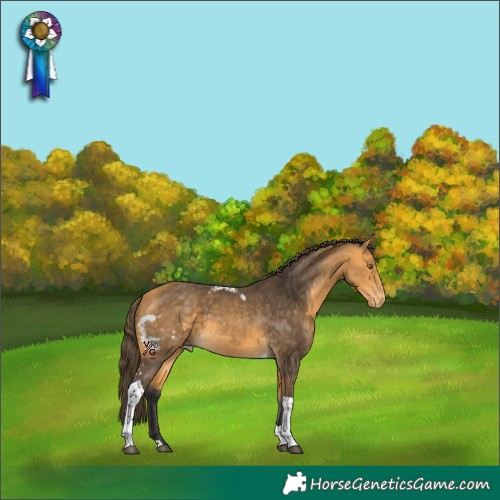 Horse Color:Buckskin Tobiano Skewed Appaloosa