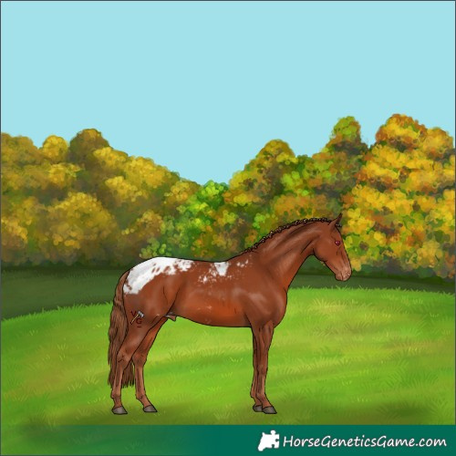 Horse Color:Chestnut Skewed Appaloosa