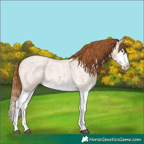 Horse Color:Red Dun Roan Splash Frame Rabicano