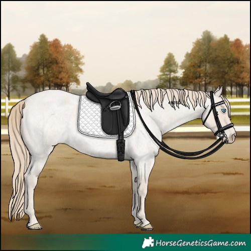 Horse Color:Smoky Creme Roan 