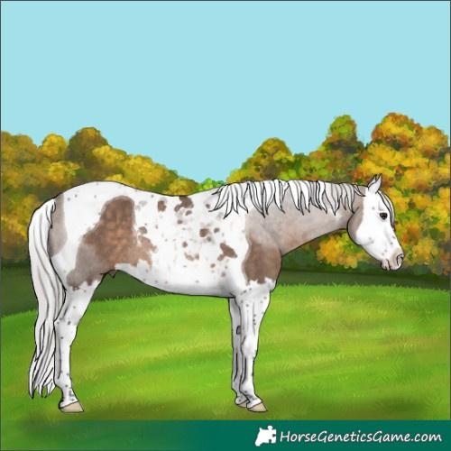 Horse Color:Silver Brown Dun Splash Tobiano Rabicano