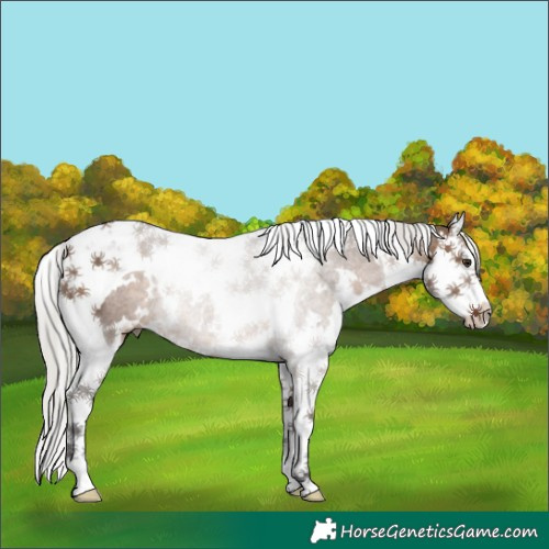 Horse Color:White Spotted Silver Brown Dun Splash Tobiano Rabicano