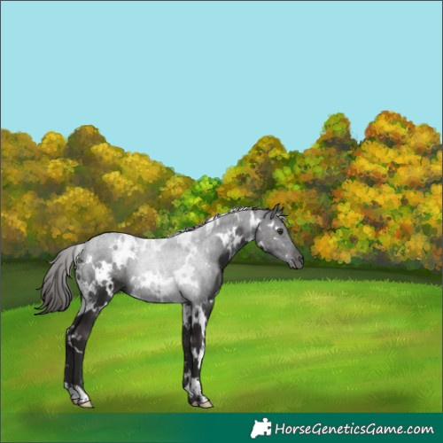 Horse Color:White Spotted Liver Chestnut 