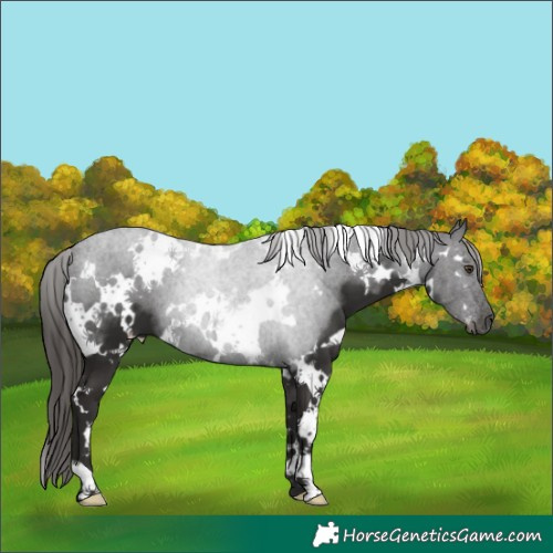 Horse Color:White Spotted Liver Chestnut