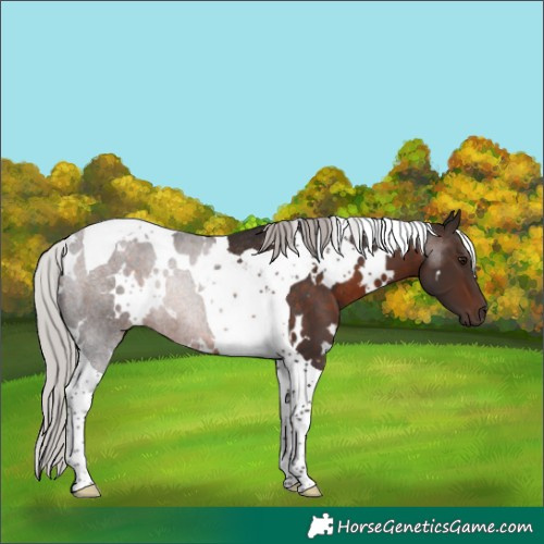 Horse Color:White Spotted Silver Brown Tobiano Rabicano