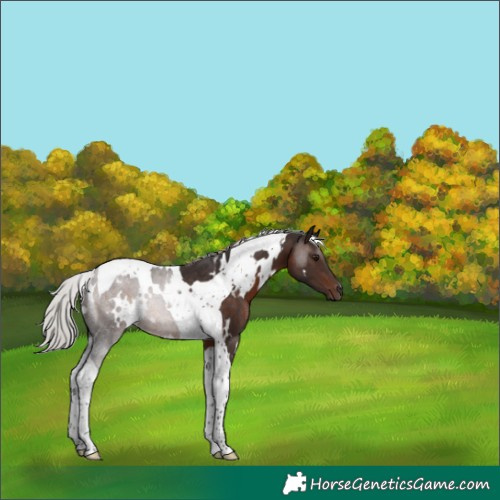 Horse Color:White Spotted Silver Brown Tobiano Rabicano 