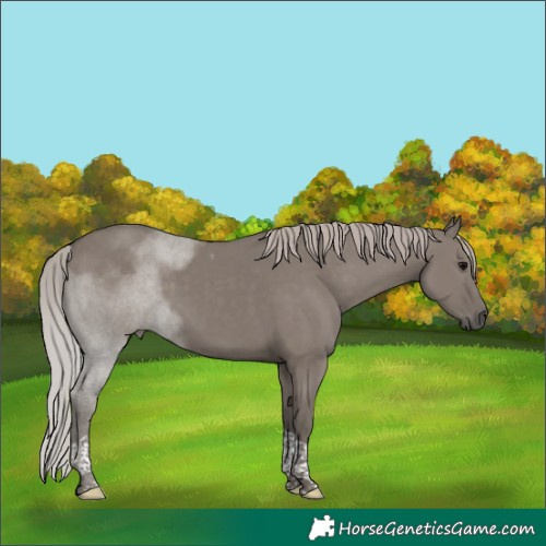 Horse Color:Silver Grullo Tobiano 