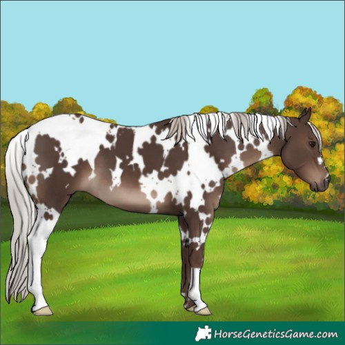 Horse Color:White Spotted Silver Black 