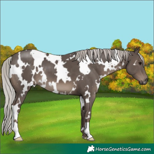 Horse Color:White Spotted Silver Black