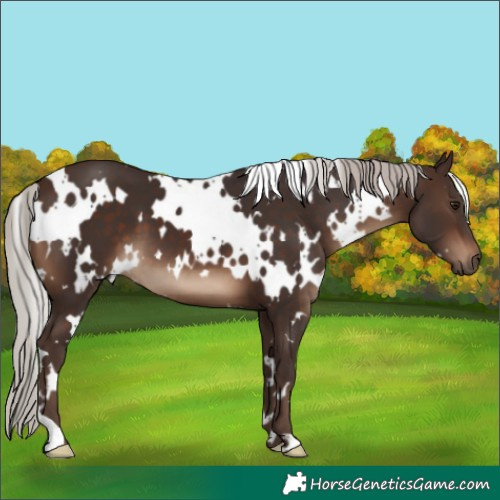 Horse Color:White Spotted Silver Brown 