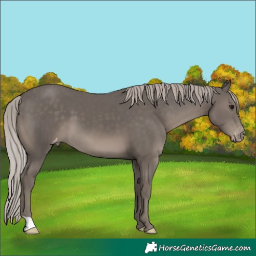 Horse Color:Silver Black Varnish