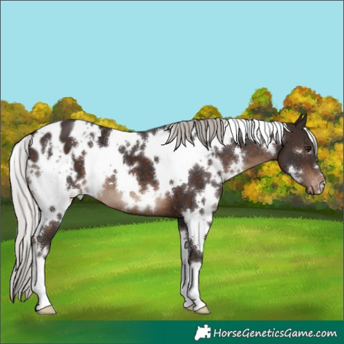 Horse Color:White Spotted Silver Brown Blanket 