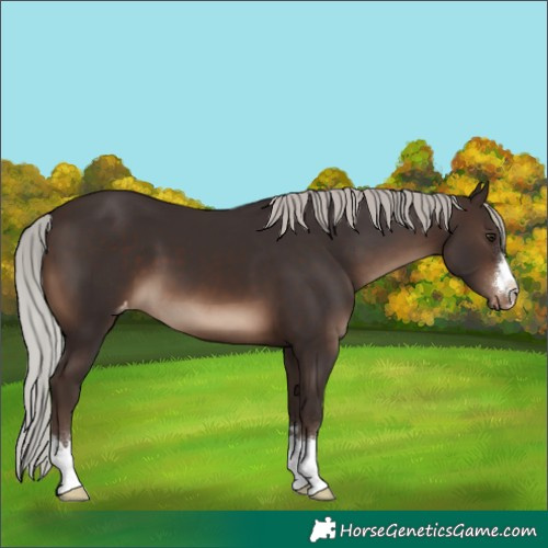 Horse Color:Silver Brown Appaloosa