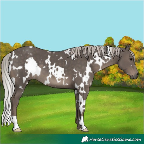 Horse Color:White Spotted Silver Black