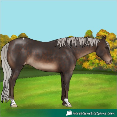 Horse Color:Silver Brown Varnish 
