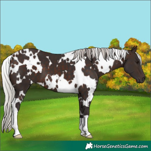 Horse Color:White Spotted Silver Brown