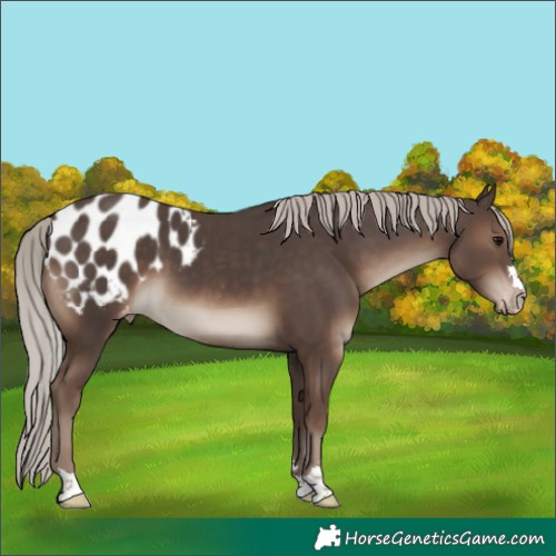 Horse Color:Silver Black Blanket 