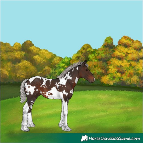 Horse Color:White Spotted Silver Brown Tobiano