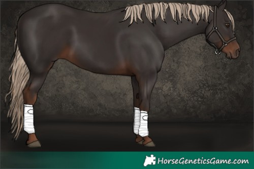 Horse Color:Liver Chestnut Rabicano 