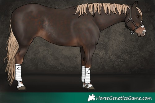 Horse Color:Liver Chestnut Rabicano 