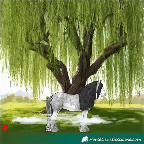 Horse Color:Blue Roan Splash Varnish 