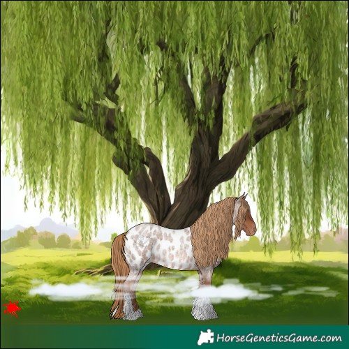 Horse Color:Red Roan Near Leopard 