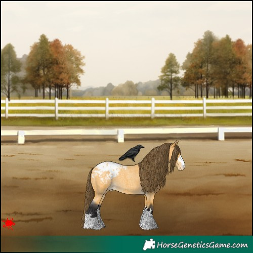 Horse Color:Buckskin Roan Appaloosa 